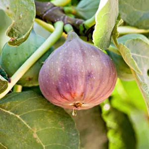 Дворічні саджанці інжиру Дворічні саджанці інжиру