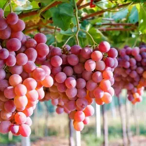 Саджанці Винограду Саджанці Винограду