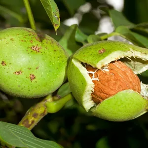 Саджанці горіха Саджанці горіха