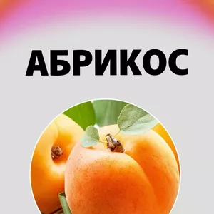 Саджанці абрикосу Саджанці абрикосу