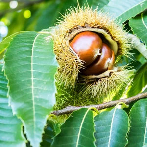 Саджанці каштану Саджанці каштану