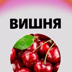 Саджанці вишні Саджанці вишні