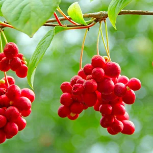 Саджанці лимонника китайського Саджанці лимонника китайського