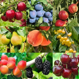 Саджанці плодових дерев Саджанці плодових дерев