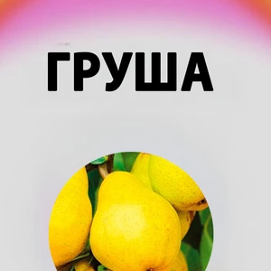 Саджанці груші Саджанці груші