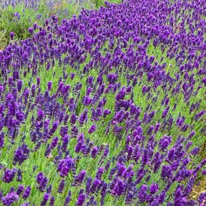 Саджанці лаванди Саджанці лаванди