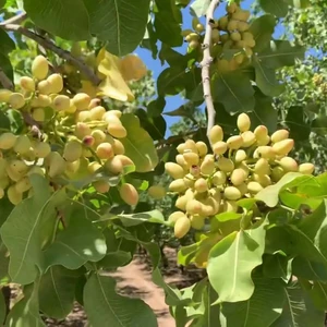 Саджанці фісташки Саджанці фісташки