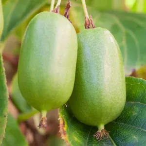 Саджанці актинідії Саджанці актинідії