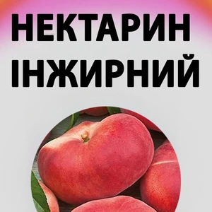 Саджанці нектарину інжирного Саджанці нектарину інжирного