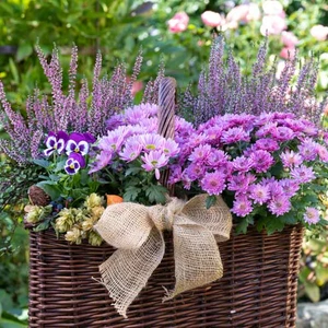 Багаторічні рослини Багаторічні рослини