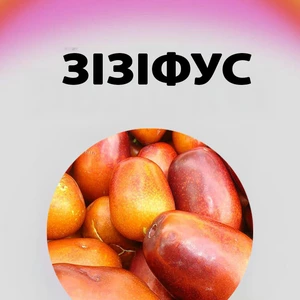 Саджанці зізіфусу Саджанці зізіфусу