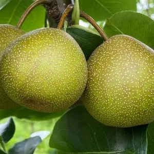 Азіатські сорти груш Азіатські сорти груш