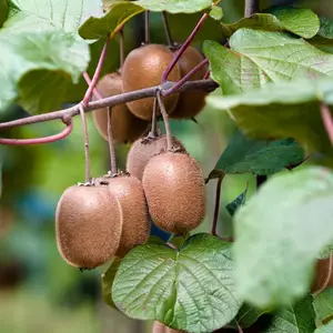 Саджанці ківі Саджанці ківі