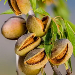 Саджанці мигдалю Саджанці мигдалю