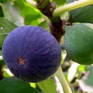 Саджанці Інжиру Саджанці Інжиру