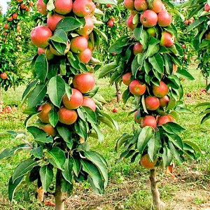 Саджанці колоновидних дерев Саджанці колоновидних дерев