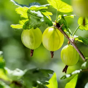 Саджанці аґрусу Саджанці аґрусу