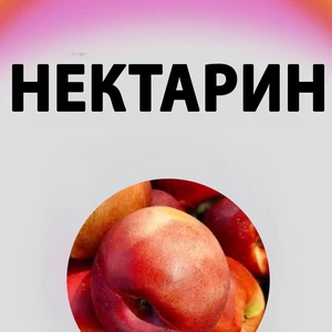 Саджанці нектарину Саджанці нектарину