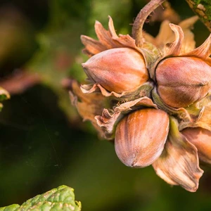 Саджанці фундука Саджанці фундука