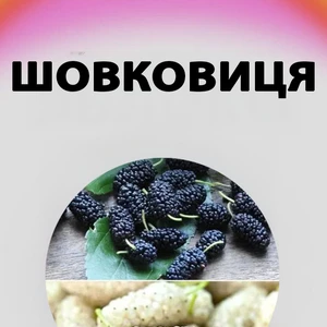 Саджанці шовковиці Саджанці шовковиці