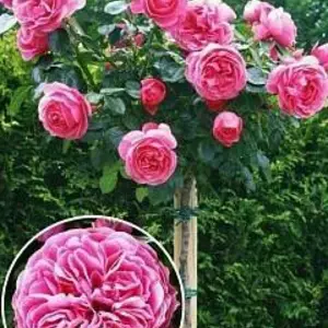 Штамбові троянди Штамбові троянди