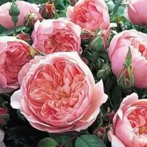 Саджанці троянд Англія Саджанці троянд Англія