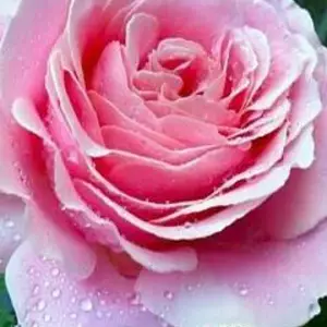 Саджанці чайно-гібридних троянд Саджанці чайно-гібридних троянд