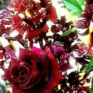 Саджанці плетистих троянд Саджанці плетистих троянд