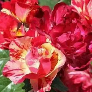 Саджанці троянд флорибунда Саджанці троянд флорибунда