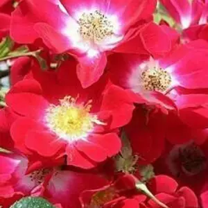 Саджанці ґрунтопокровних троянд Саджанці ґрунтопокровних троянд